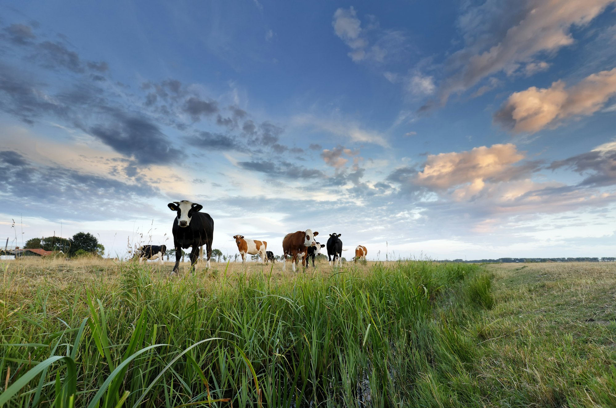 few cows on pasture at sunset