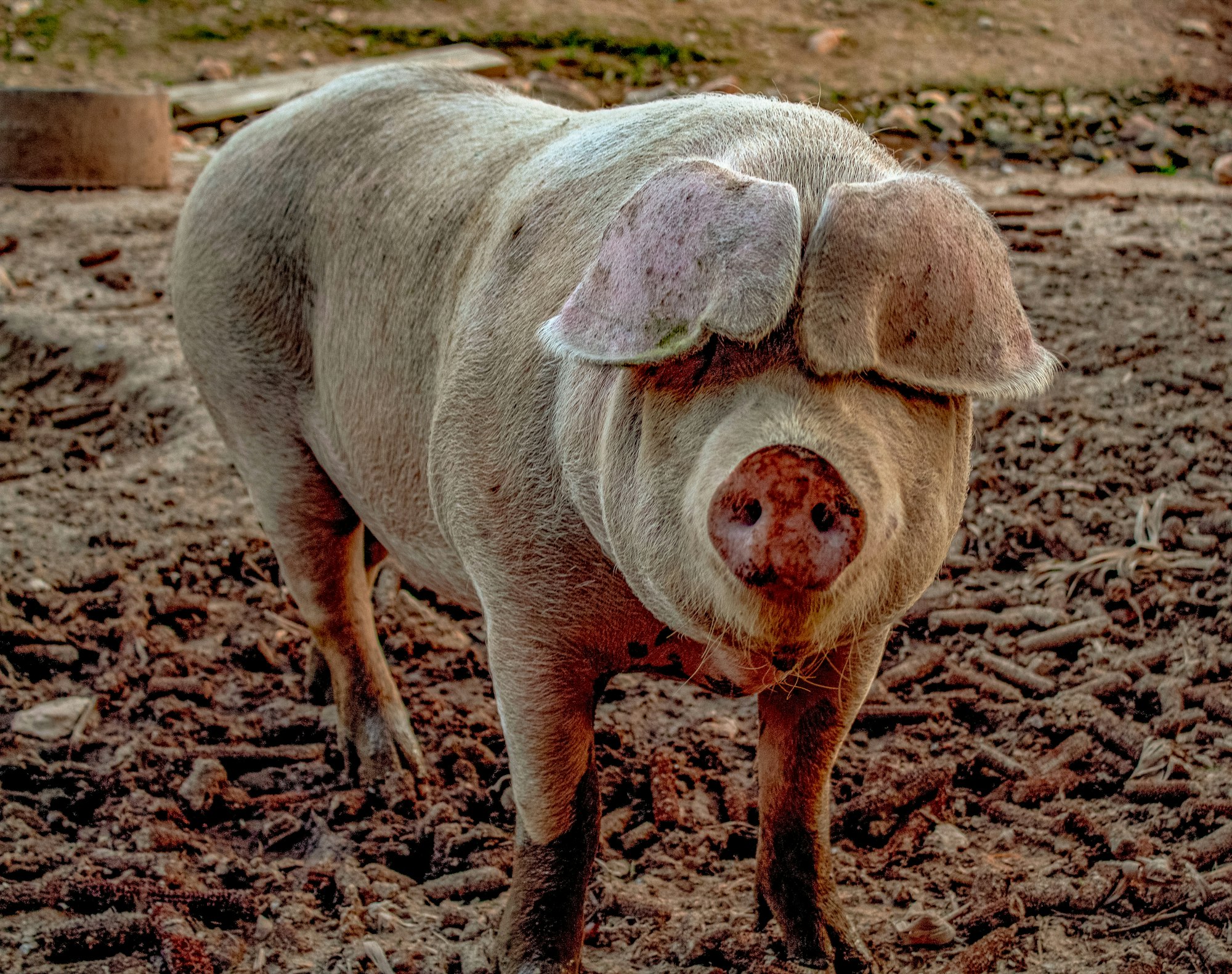 Pig on the farm